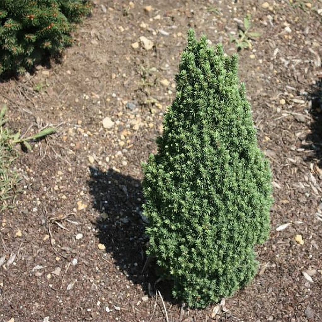 Epinette Blanche - Picea Glauca Piccolo