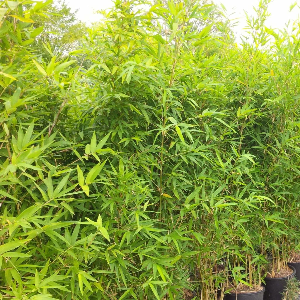 Semiarundinaria Makinoi - Bambou Moyen