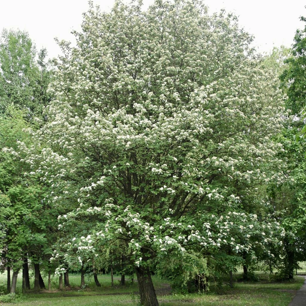 Sorbier, Alisier - Sorbus Intermedia Brouwers