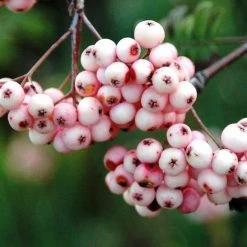Sorbier - Sorbus Arnoldiana Pink Veil