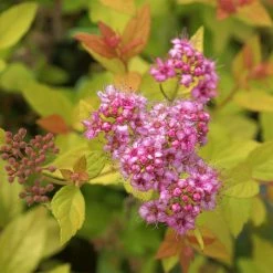 Spirée Japonaise - Spiraea Japonica Pink & Gold