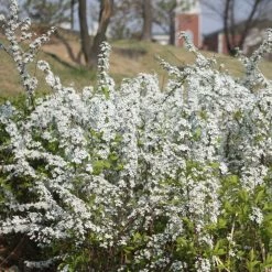 Spiraea Prunifolia - Spirée à Feuilles De Prunier