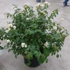 Spirée Double Play Blue Kazoo - Spiraea Japonica