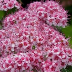 Spirée Japonaise Sparkling Champagne - Spiraea Japonica