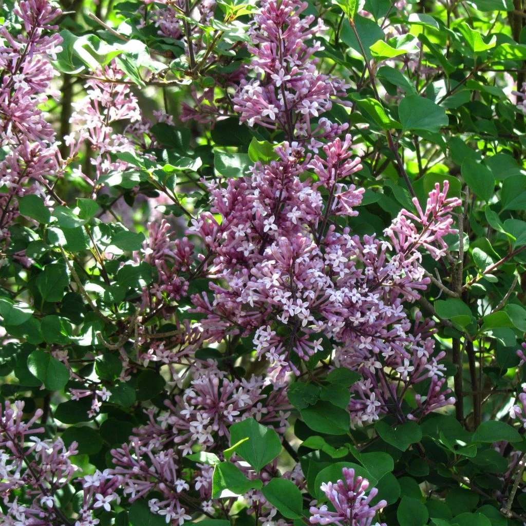 Lilas - Syringa Meyeri Palibin