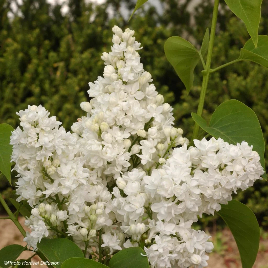 Lilas - Syringa Vulgaris Dentelle D'Anjou