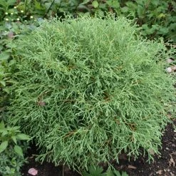 Thuya Du Canada - Thuja Occidentalis Mr Bowling Ball