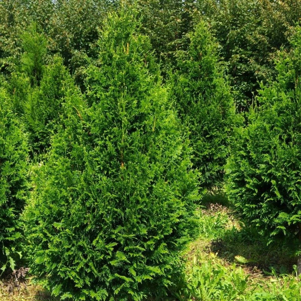 Thuja Plicata Can-Can - Thuya Compact
