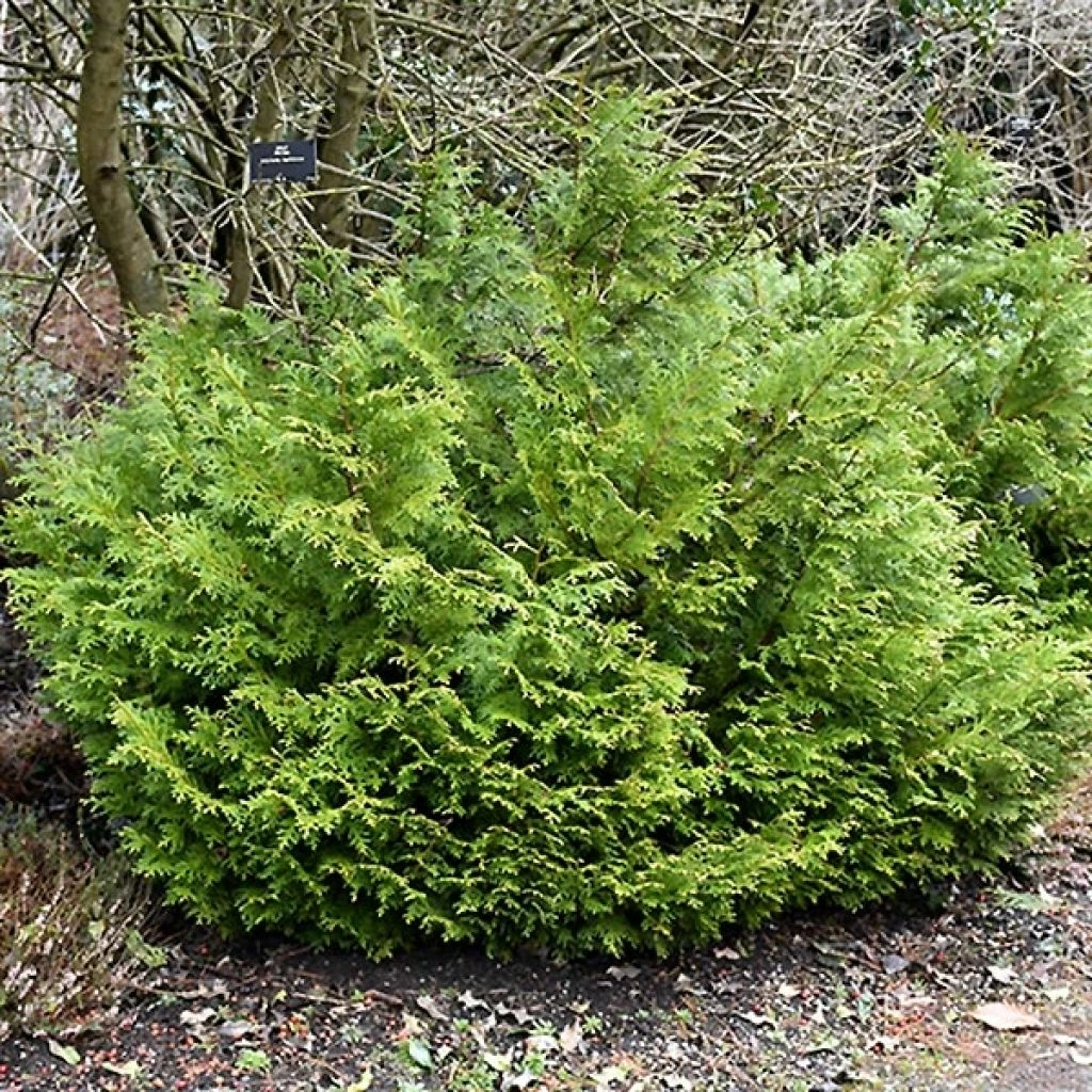 Thujopsis Dolobrata Nana