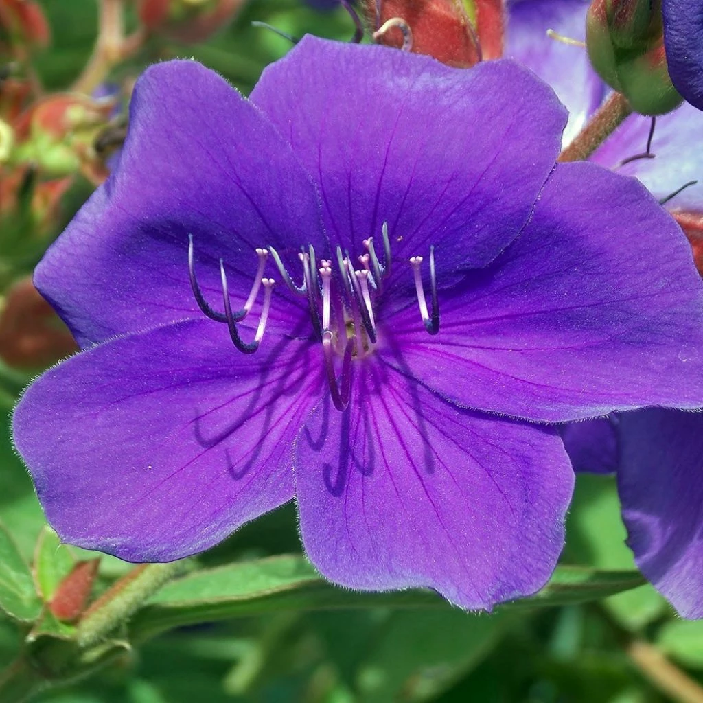 Tibouchina Groovy Baby - Tibouchina Nain