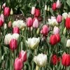 Harmonie Tulipes Lollipops