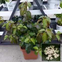 Viorne - Viburnum Shiny Dancer