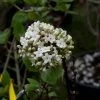 Viorne - Viburnum (x) Carlcephalum