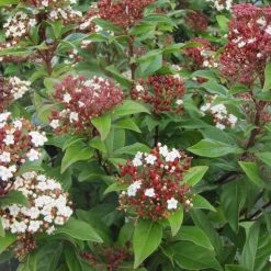 Viburnum Tinus Lisarose - Laurier-tin Rose