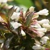 Weigela Black And White