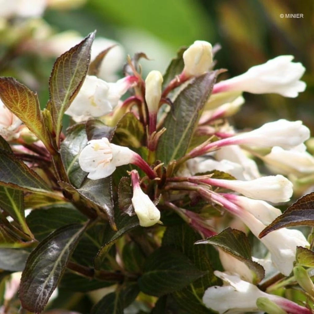 Weigela Black And White