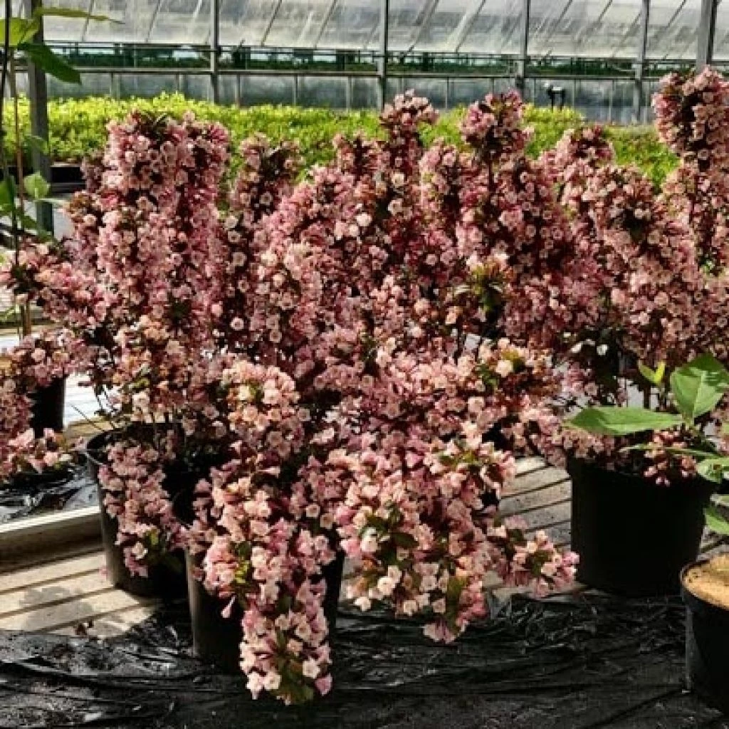 Weigela Florida Big Love