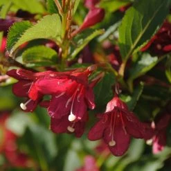 Weigela Florida Cherry Lace