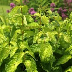 Weigela Florida Lime Monster