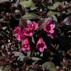 Weigela Florida Minor Black