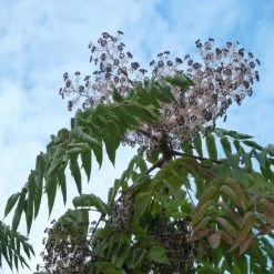 Aralia Elata - Angélique En Arbre Du Japon