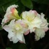 Azalée De Chine Cannon's Double - Rhododendron Hybride