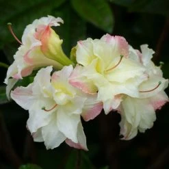 Azalée De Chine Cannon's Double - Rhododendron Hybride