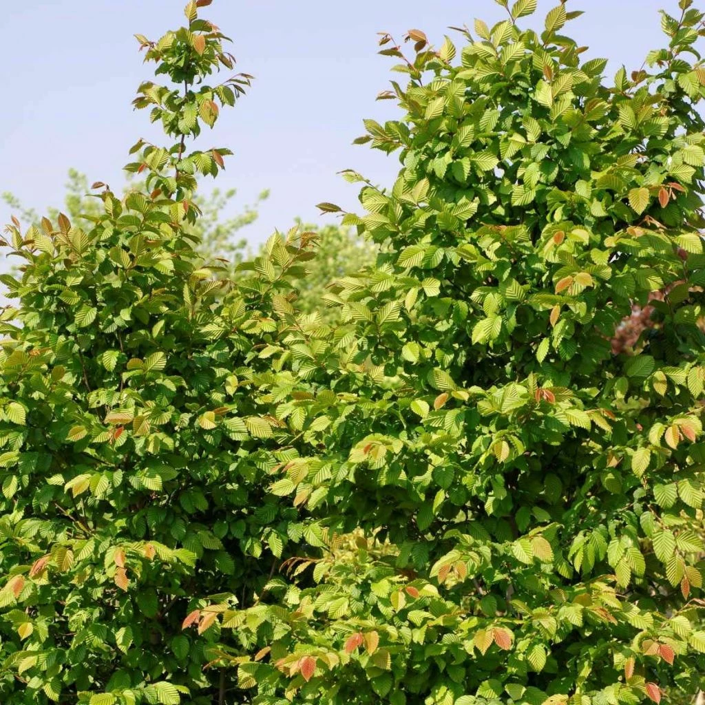 Carpinus Betulus Stegemanns Primus - Charme Commun