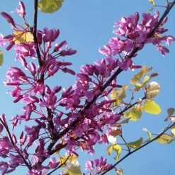Cercis Siliquastrum - Arbre De Judée
