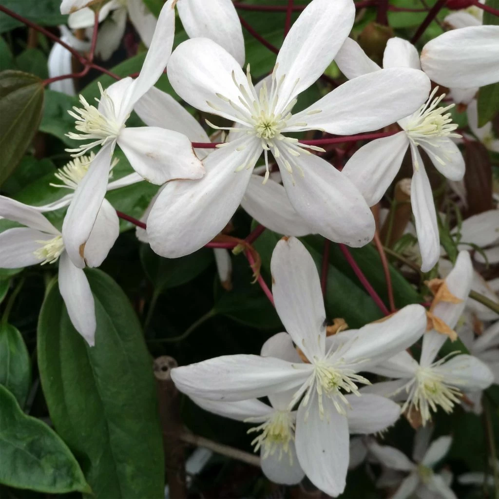Clématite - Clematis Armandii Hendersonii Rubra