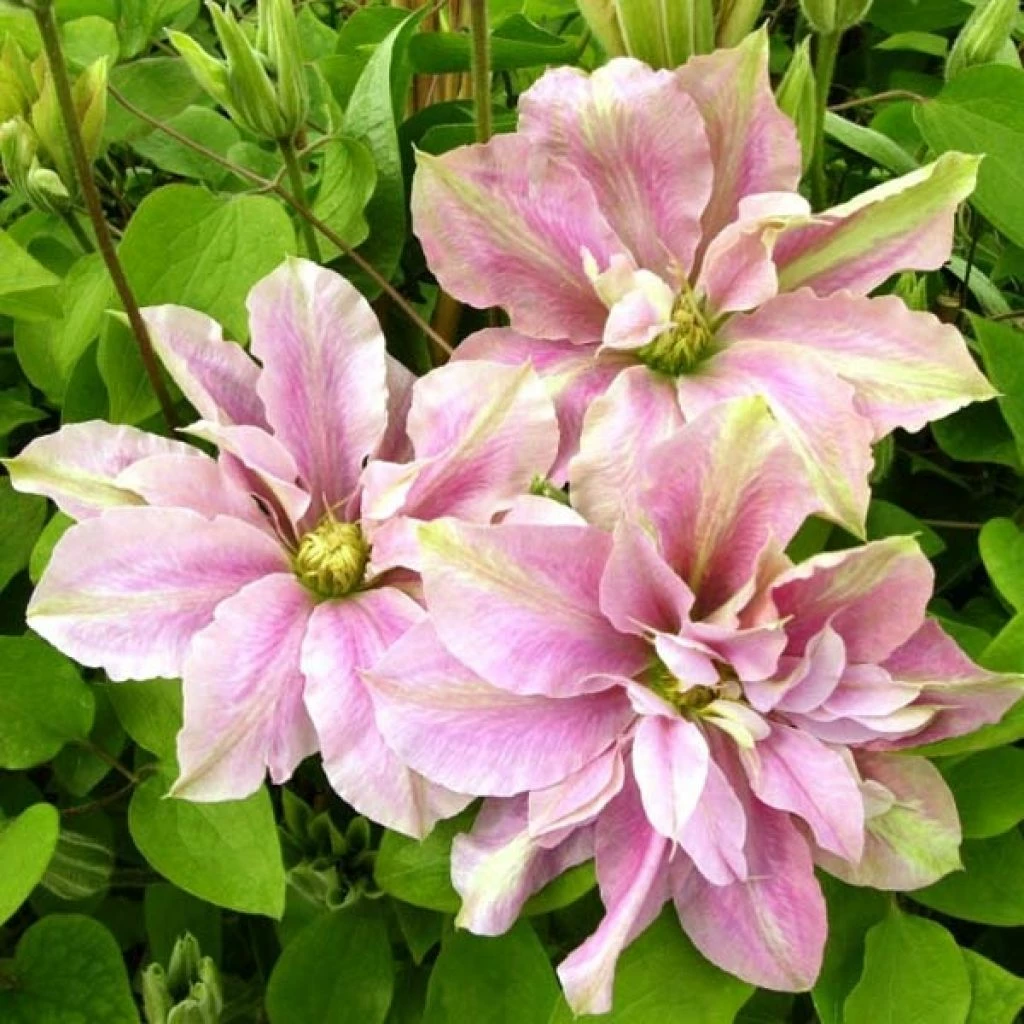 Clématite - Clematis Princesse Alexandra