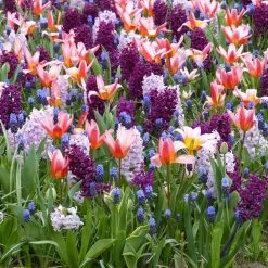 Collection Balade Romantique