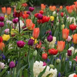 Collection Tapis D'Orient