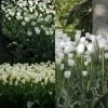 Collection 2 Mois De Tulipes Blanches