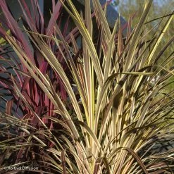 Cordyline Banksii Electric Flash - Cordyline