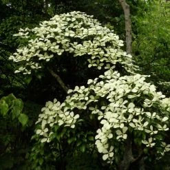 Cornus Hongkongensis
