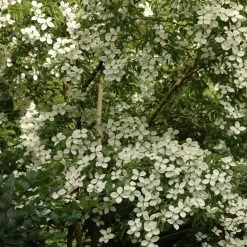 Cornus Norman Hadden - Cornouiller à Fleurs