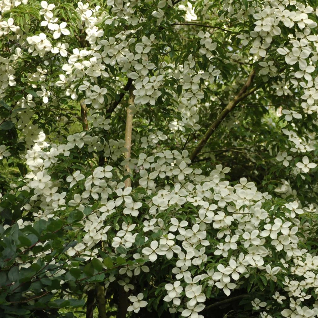 Cornus Norman Hadden - Cornouiller à Fleurs