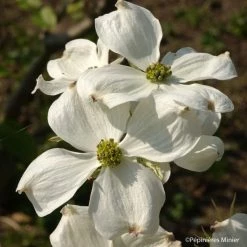 Cornus Florida Cherokee Daybreak - Cornouiller De Floride
