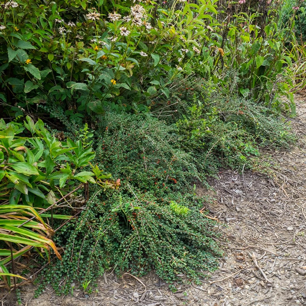 Cotoneaster Praecox Boer