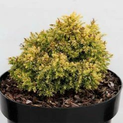 Cryptomeria Japonica Twinkle Toes