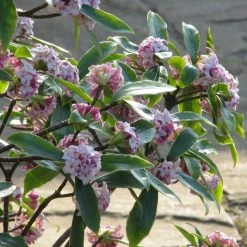 Daphne Odora Aureomarginata