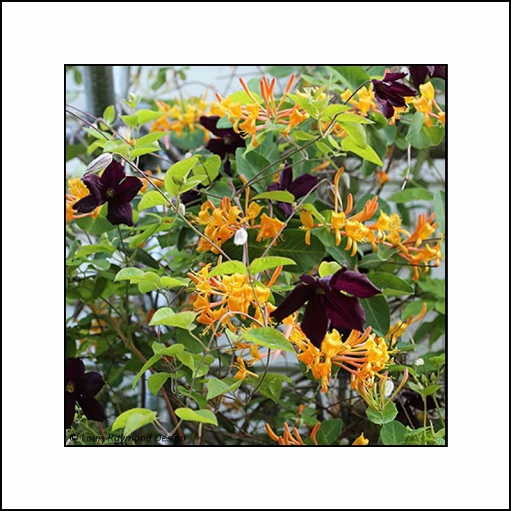 Duo Endiablé - Collection De Chèvrefeuille Et Clématite