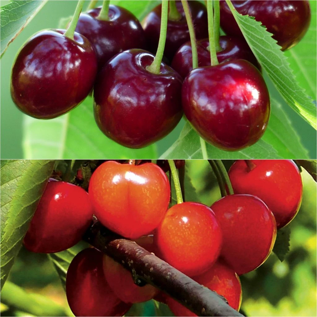 Duo Pollinisateur De Cerisiers Pour Une Récolte Abondante