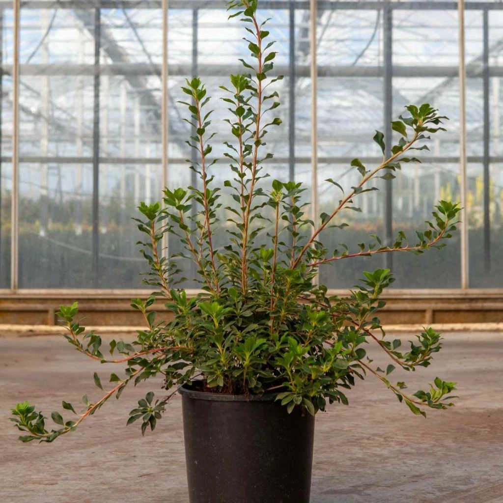 Enkianthus Campanulatus Prettycoat - Andromède Campanulée