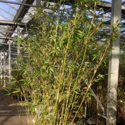 Fargesia Denudata Lancaster 1 - Bambou Non Traçant.