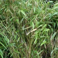 Bambou Non Traçant - Fargesia Murielae Bimbo