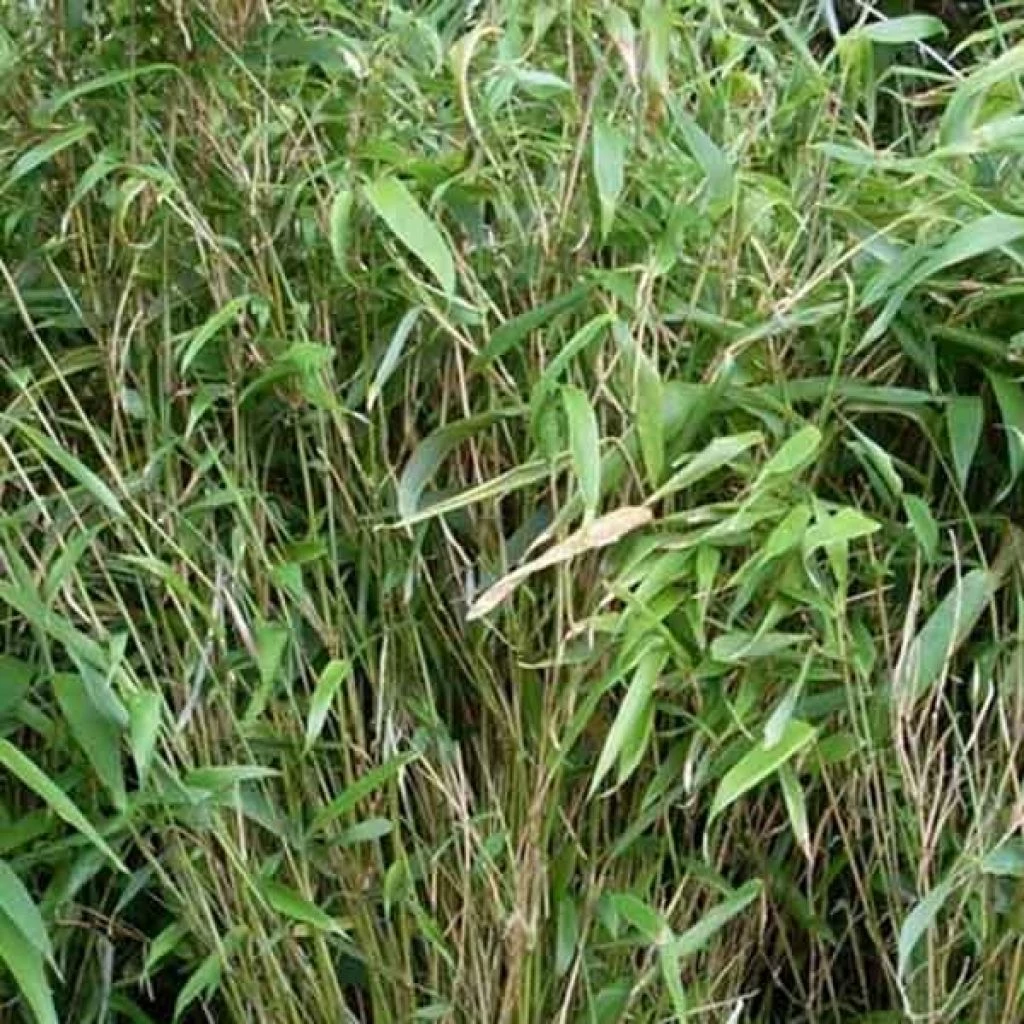 Bambou Non Traçant - Fargesia Murielae Bimbo