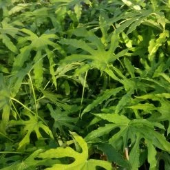 Fatsia Polycarpa Green Fingers - Fatsia De Taiwan