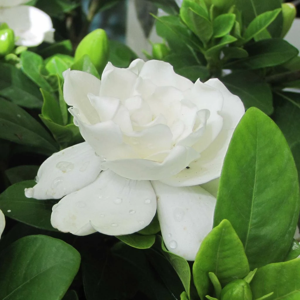 Gardenia Jasminoides Crown Jewel - Jasmin Du Cap